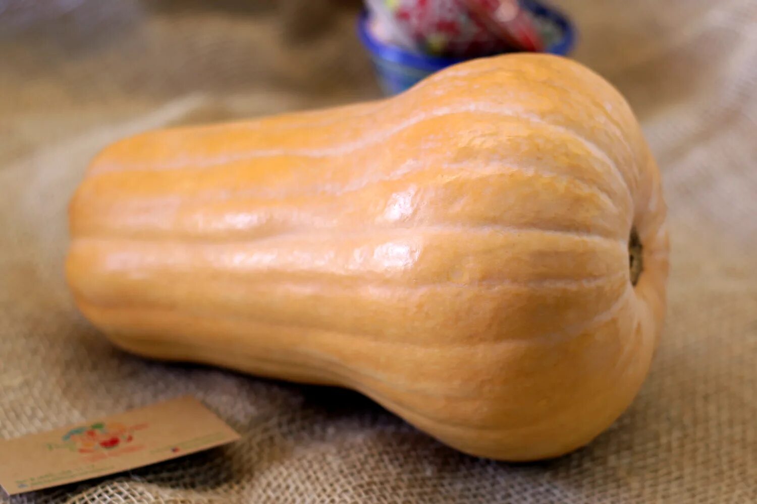 Тыква баттернат польза. Тыква баттернат северное чудо. Тыква плуто f1. Тыква баттернат зеленая. Тыква баттернат польза.