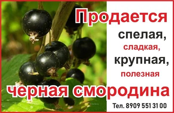 Объявление о продаже черной смородины. Продаётся чёрная смородина. Смородина чёрная, 1 кг. Смородина черная 1 кг (1 шт). Черная смородина песня рингтон