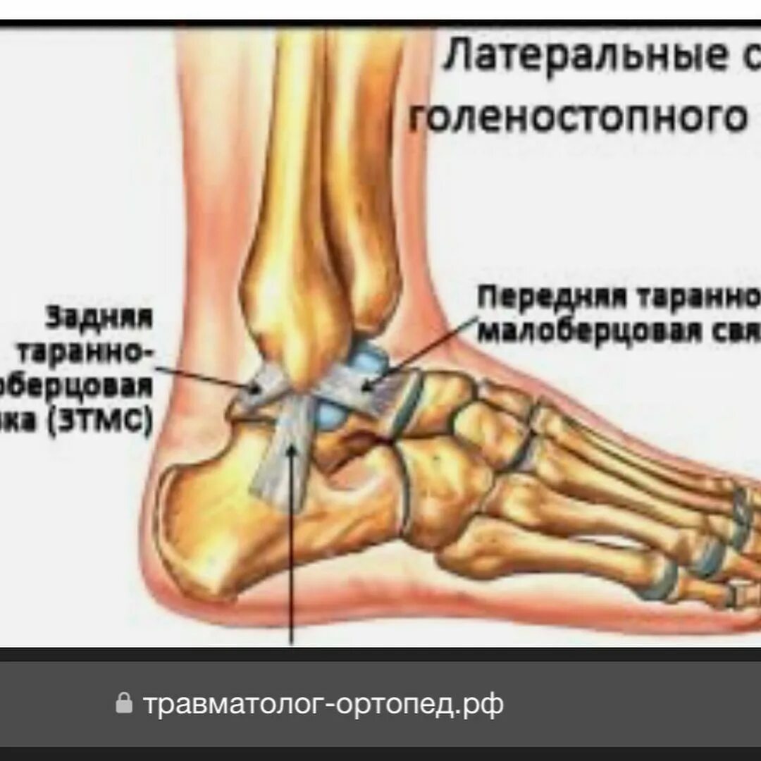 голеностопный сустав анат. анатомия костей голеностопного сустава. где находятся голеностопные суставы фото. строение голеностопного сустава человека анатомия.