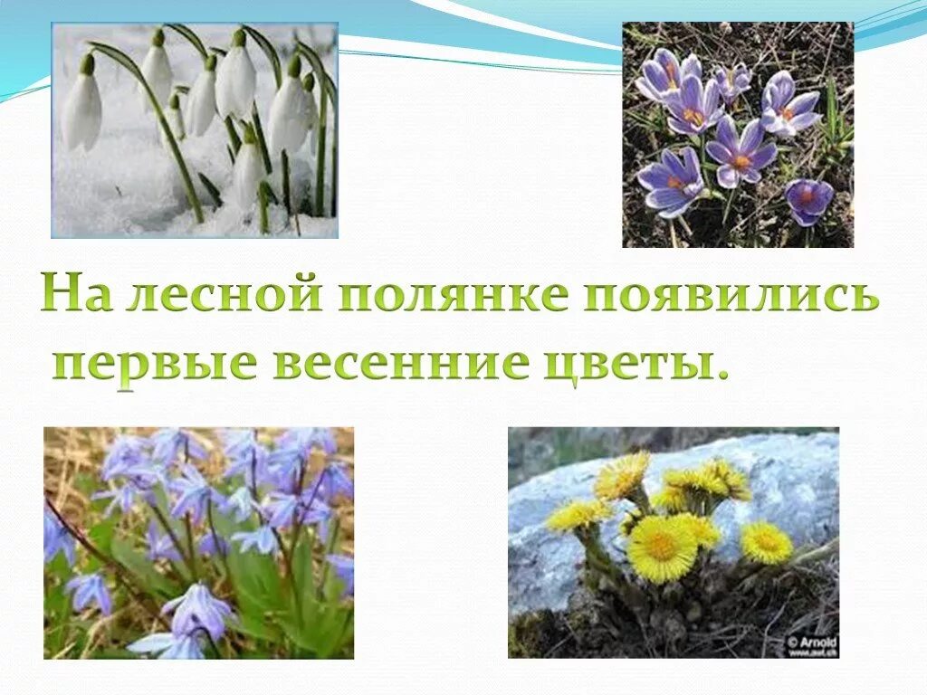 Весной появляются первые цветы. Подснежник пролеска. Первоцвет сиреневый крокус. Первые весенние цветы подснежники. Цветы крокусы первоцветы.