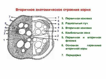Структура анатомия