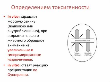 Определение токсигенности дифтерии