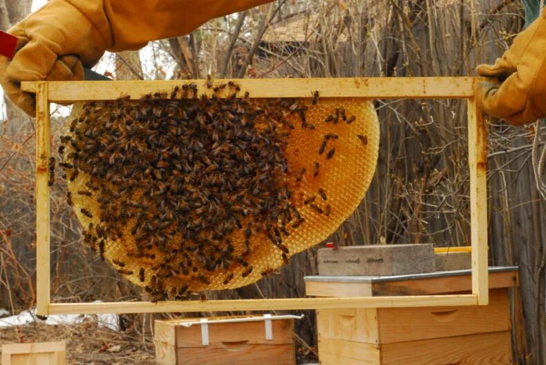 Современное Пчеловодство. Улей для пчел. Пчелы в улье. Пчелы пасека. Пчела уток