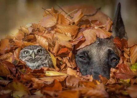 Взаимоотношения между филином и лесной мышью