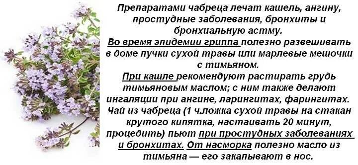 Можно ли пить чабрец на ночь. Чабрец полезные качества. лекарственные травы ромашка чабрец. чем полезен чабрец. чабрец целебные качества.