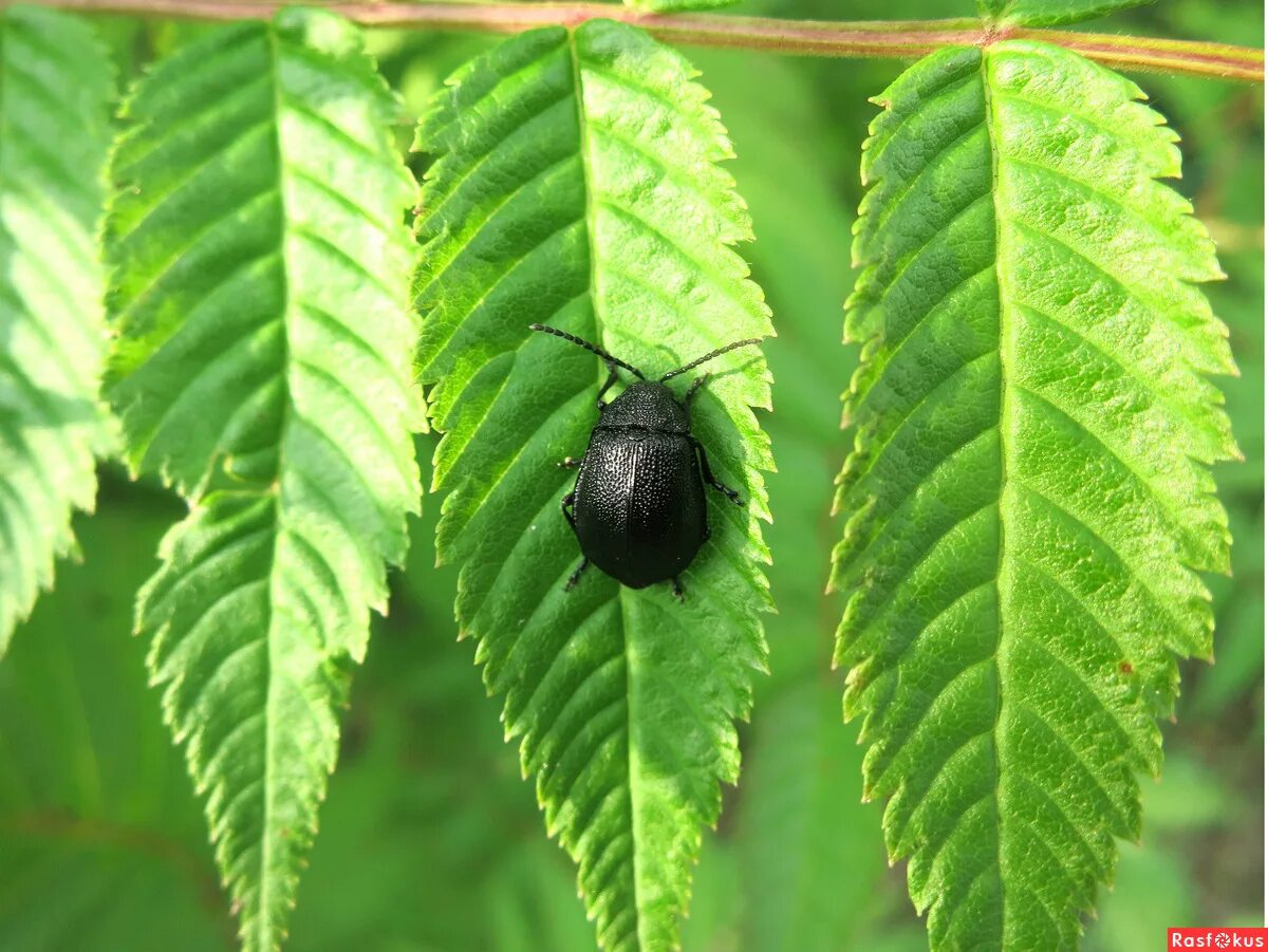 красный жук листоед. жучок с усами на листике. жесткокрылые жуки. н г жучков. маленький зеленый жучок.