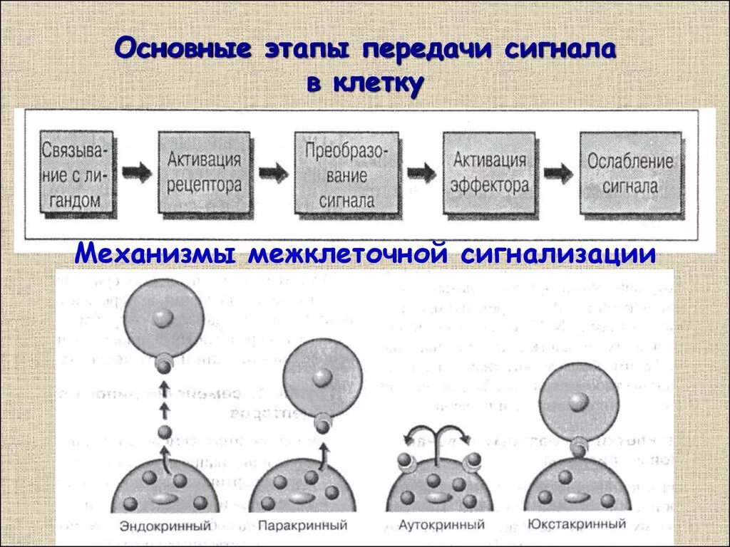 Передают сигналы в организме. Механизмы передачи сигнала в клетку схемы. Основные этапы передачи сигнала в клетку. Принципы передачи сигналов в клетку.