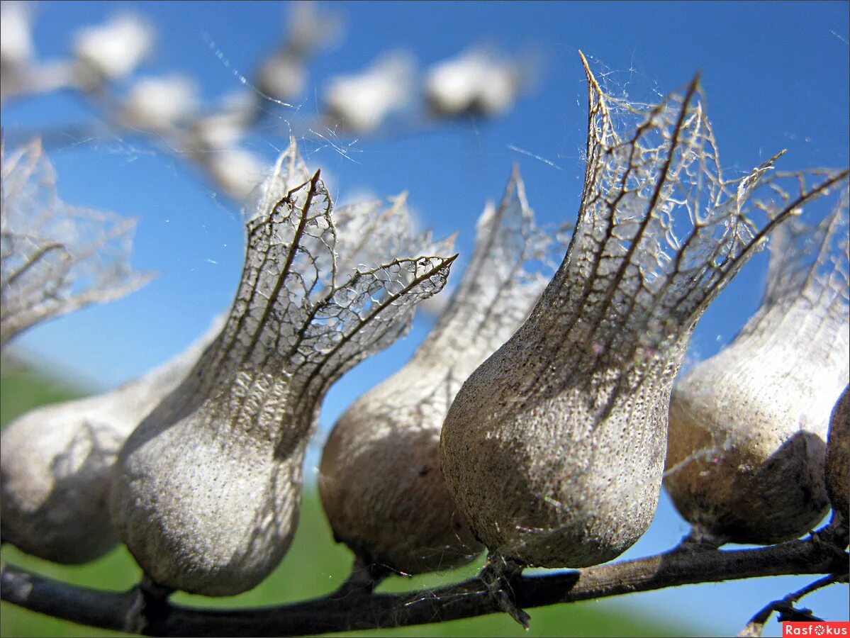 Белена семена коробочка. Белена плод коробочка. Белена черная плод. Плод многосемянная коробочка. Белена плод коробочка.