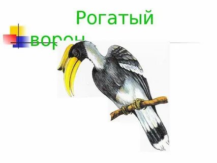 Ворон 7 класс