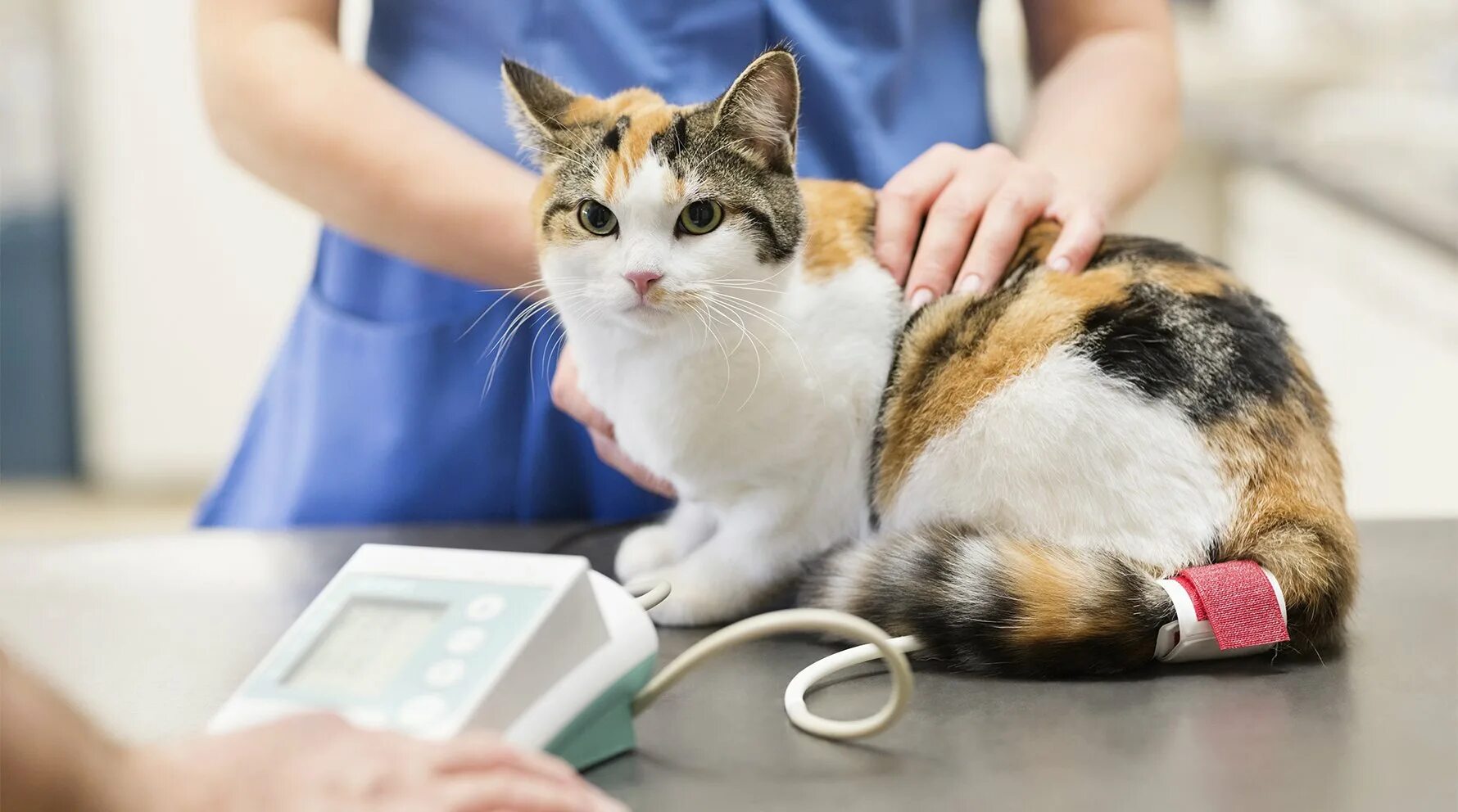 Ветеринар для кошки отзывы. Ветеринар с кошкой. Терапия домашних животных. Кошка в клинике. Кот в ветеринарной клинике.