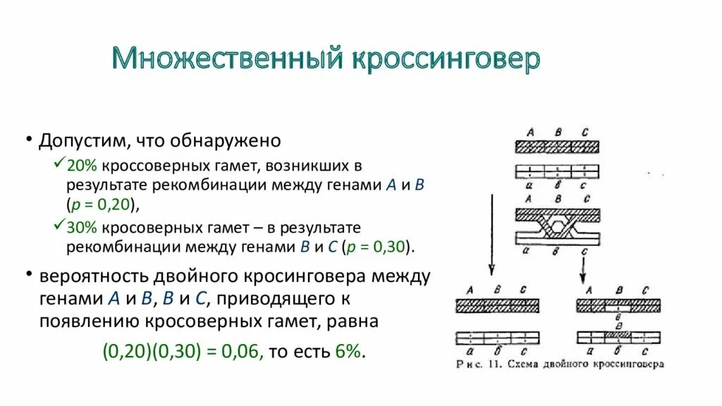 Схема двойного кроссинговера. Кроссинговер одинарный двойной множественный. Частота двойного кроссинговера. Частота кроссинговера формула.