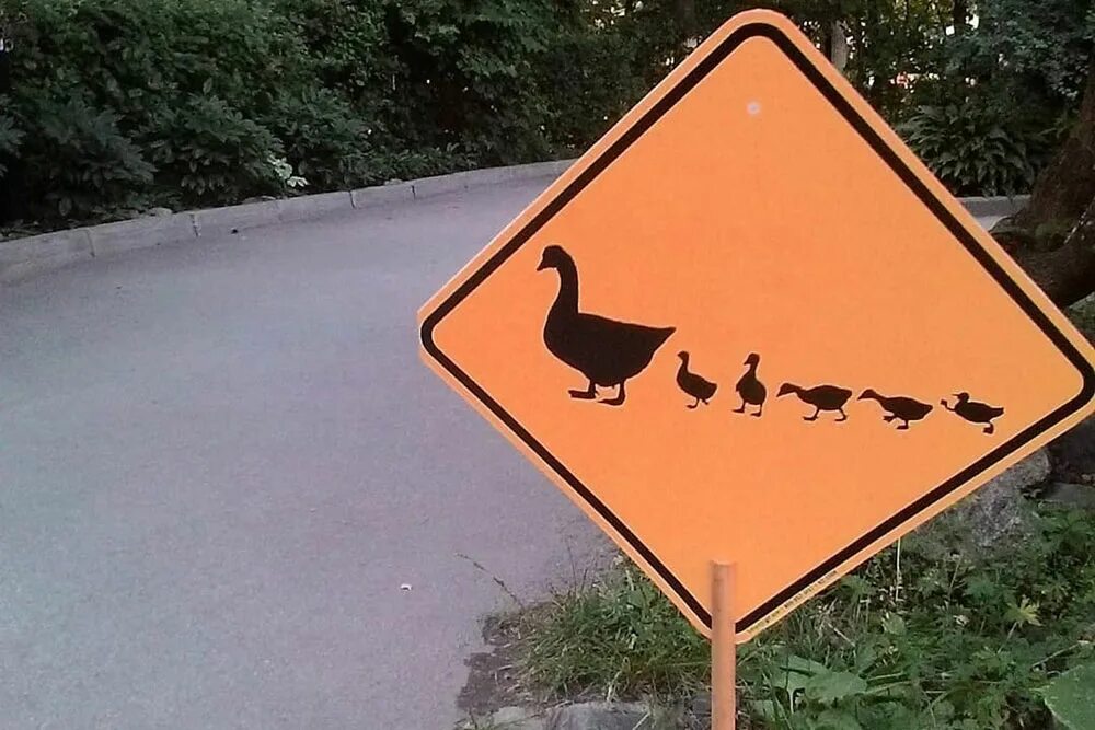 Знак с утками. Необычные знаки. Утки переходят дорогу. Дорожный знак с утками. Самые необычные дорожные знаки.