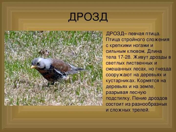 Содержание певчих