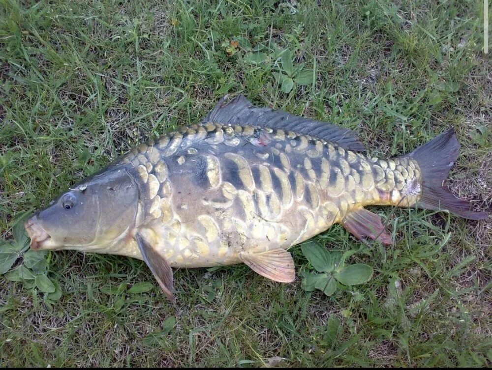 Весенний карп. Смешной карась. Фото большого сазана на траве. Весенний карп. Карп согнутый.