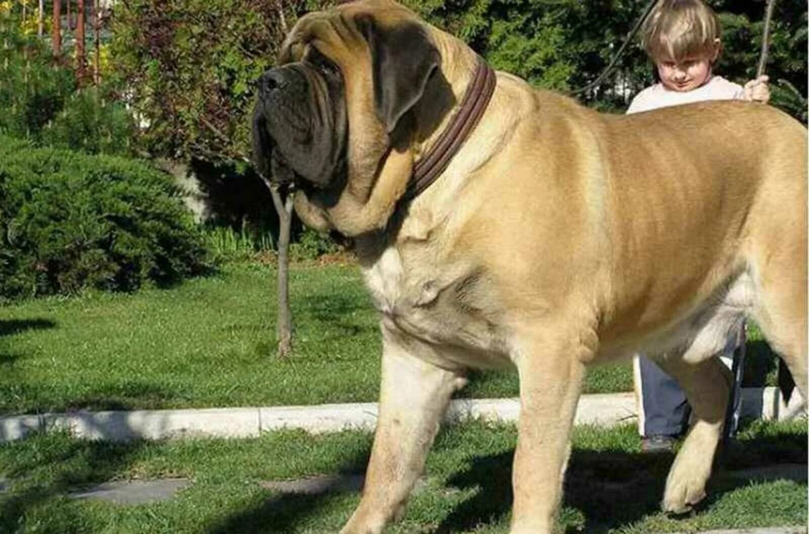 Тибетский мастиф хонг донг. Испанский мастиф белый. Английский мастиф. Собака мастиф геркулес. Неаполитанский мастиф геркулес.