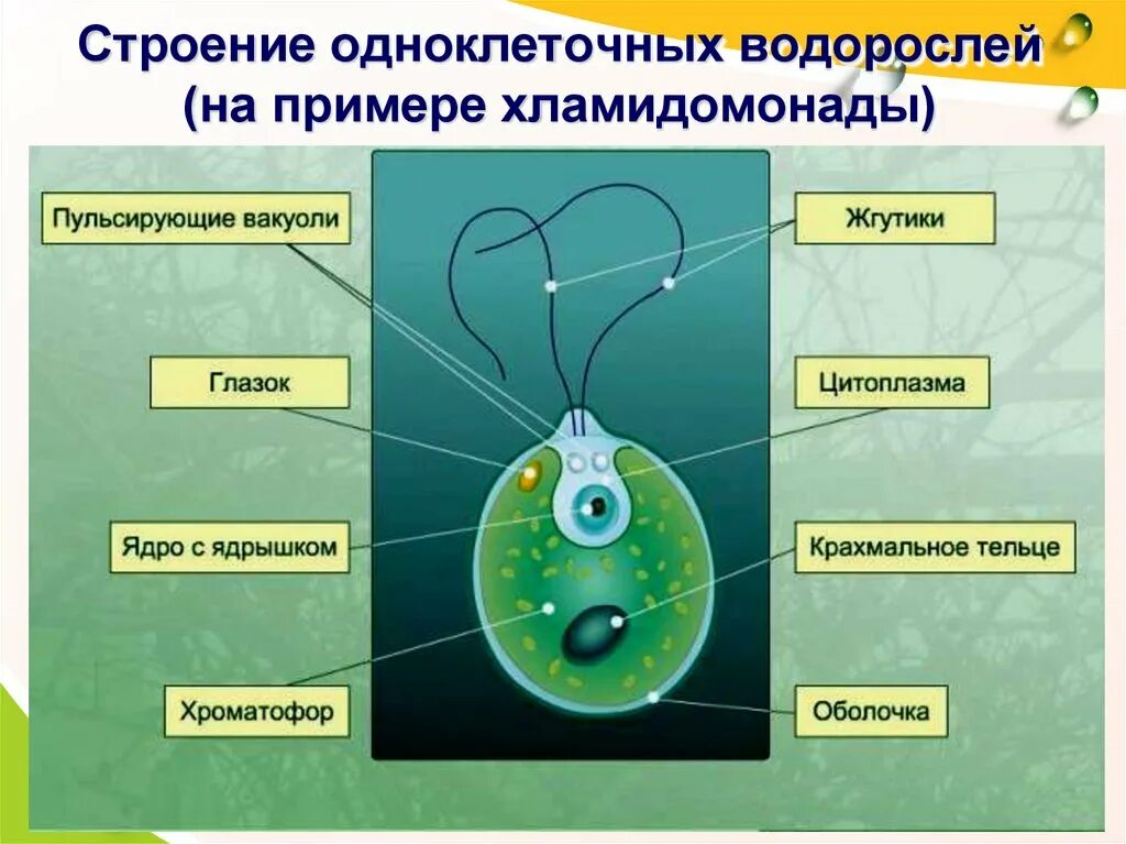 Органеллы водоросли. Строение водорослей 5 класс биология. Одноклеточные водоросли 6 класс биология. Схема одноклеточной водоросли. Строение одноклеточных водорослей 5 класс биология.