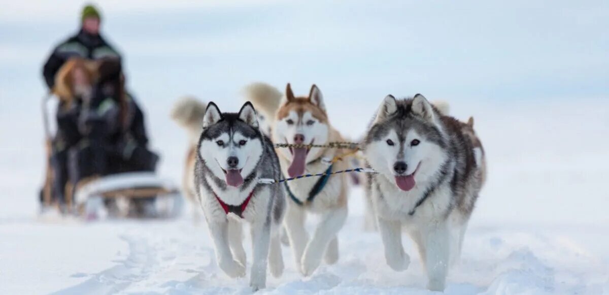 Хаски камчатки. Камчатские хаски. Хаски камчатки. Камчатская ездовая собака. Хаски листвянка.