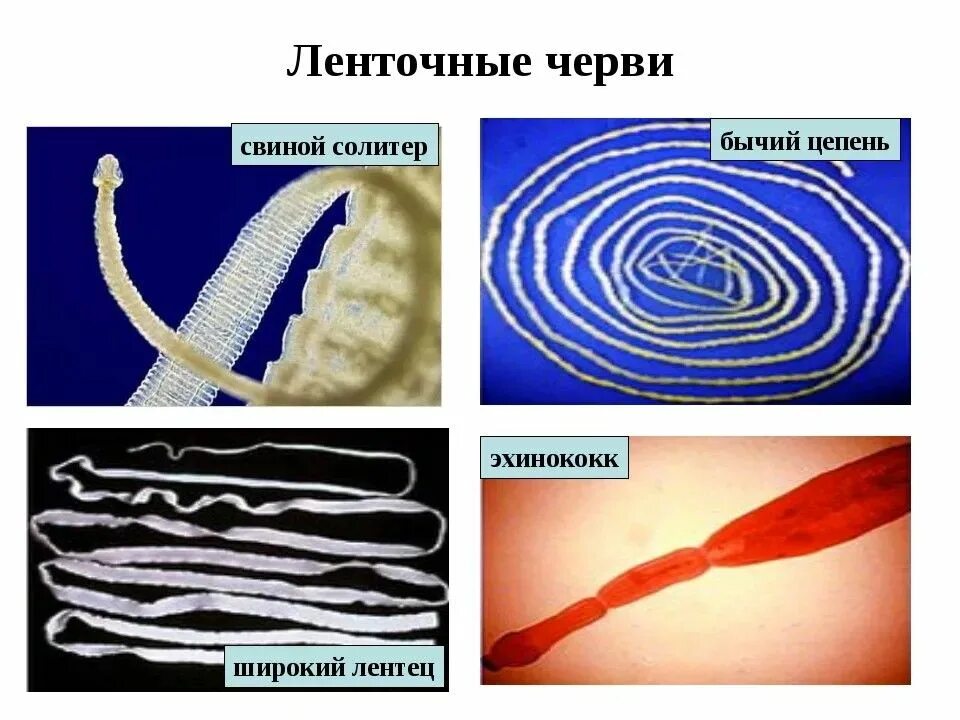 Ленточные черви 7 класс биология. Класс ленточные черви (cestoda). Ленточные черви царство. Тип плоские черви класс ленточные. Паразитизм ленточные черви.