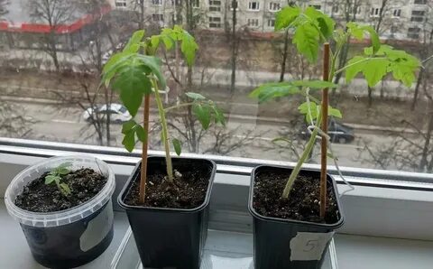 Банановая кожура для полива рассады томатов