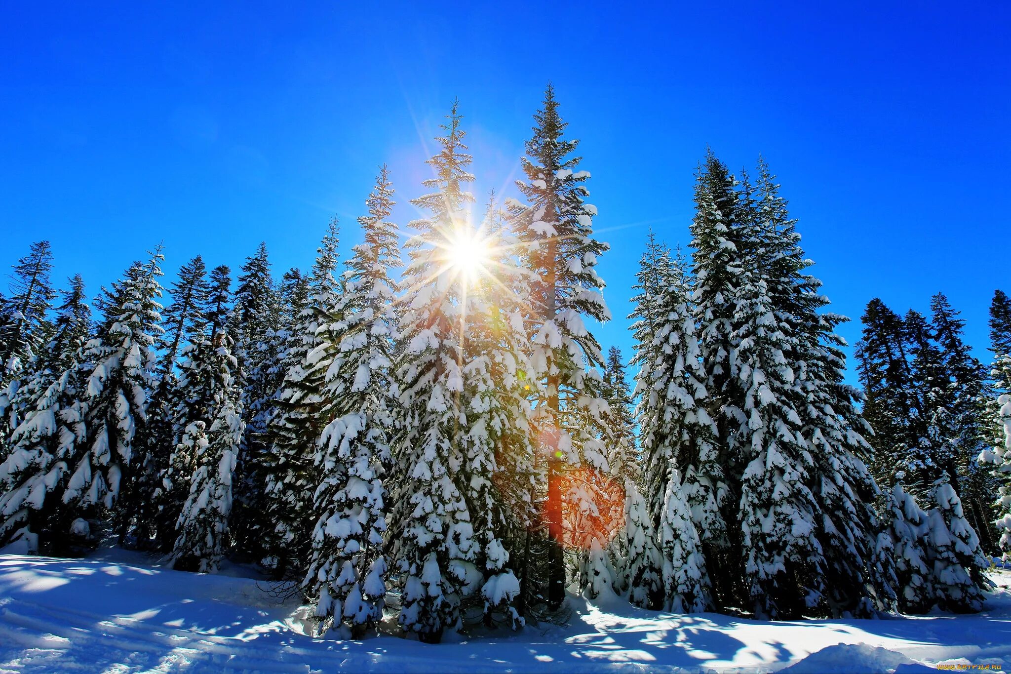 Сосны и ели под солнцем. Зимний лес. Зима солнце. Зимний лес солнце. Зимний еловый лес.