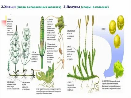 Строение спороносный колосок хвоща