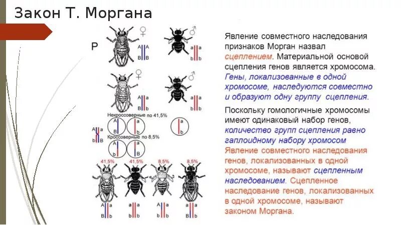 Закон томаса моргана. Закон сцепленного наследования т.моргана. закон томаса моргана сцепленное наследование. сцепленное наследование генов закон т моргана.