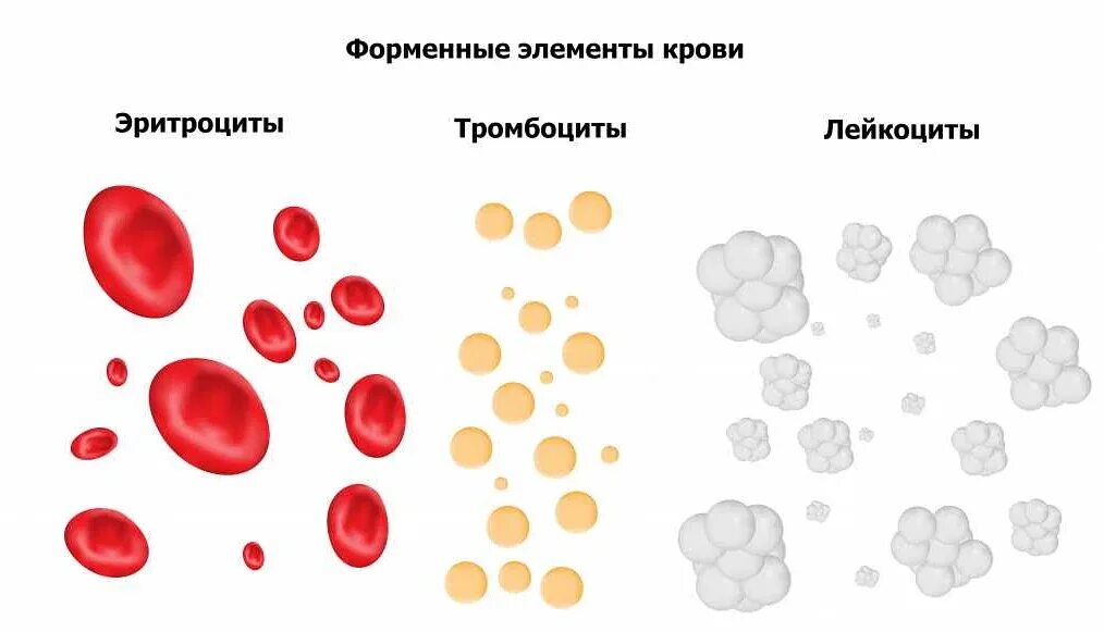 Без форменных элементов