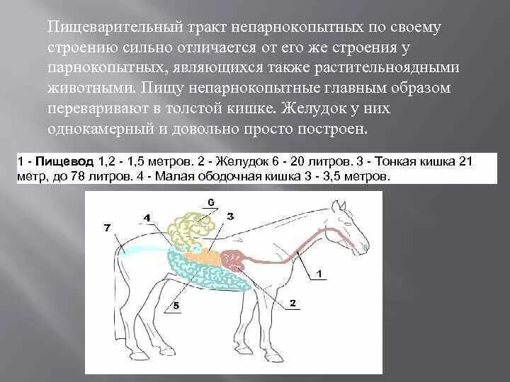 Особенности зубной системы парнокопытных. Строение желудка непарнокопытных. Пищеварительная система лошади схема. Система пищеварения лошади схема. Пищеварение лошади анатомия.