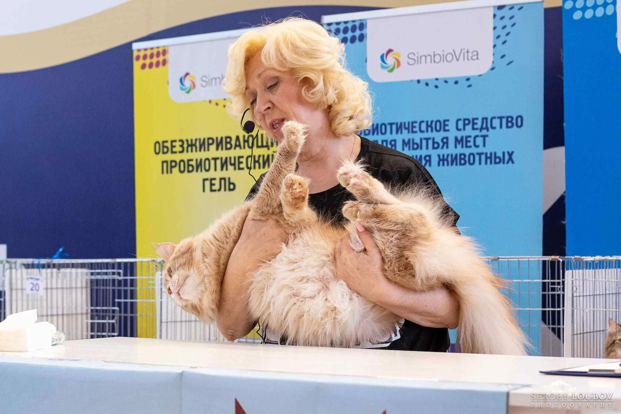 Выставка кошек краснодар 2022. Выставка котят. Выставка кошек евразия. Выставка кошек евразия 1993 год. Кошки с кубком.