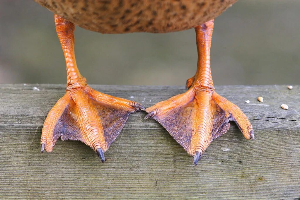 Duck feet. Лапы водоплавающих птиц. Перепонки у птиц. Утиные лапы. Ноги утки.