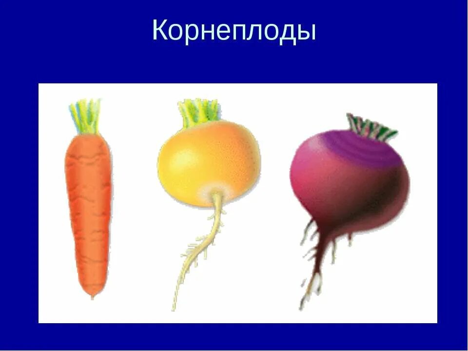 плод корневище. корневые шишки это видоизменение. корнеплодные культурные растения. корневые плоды. корнеплоды.