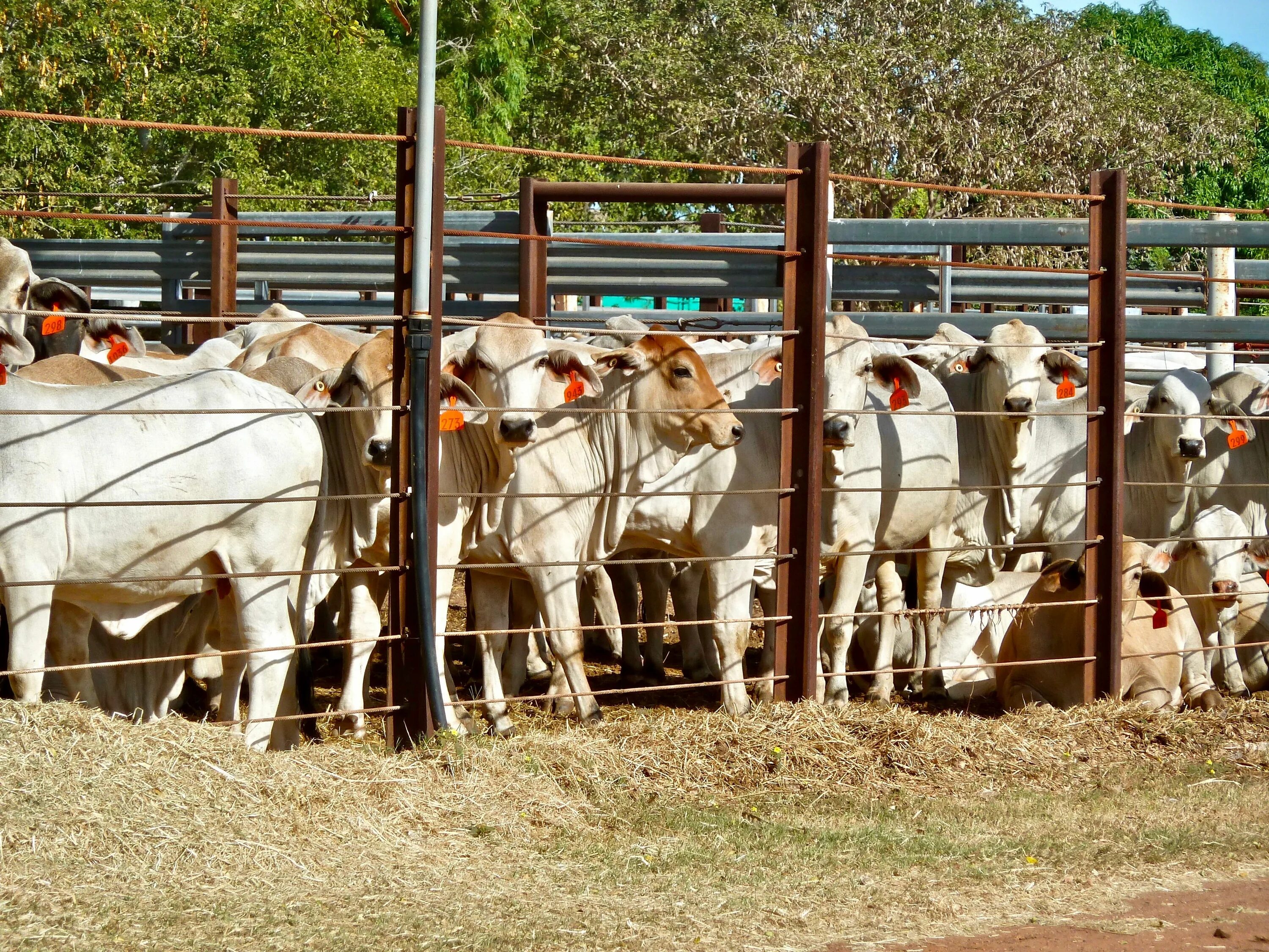 Выставочная кондиция коровы. Feed lot. Сельское хозяйство животноводство. Cattle feedlots. Luckenbach, texas.