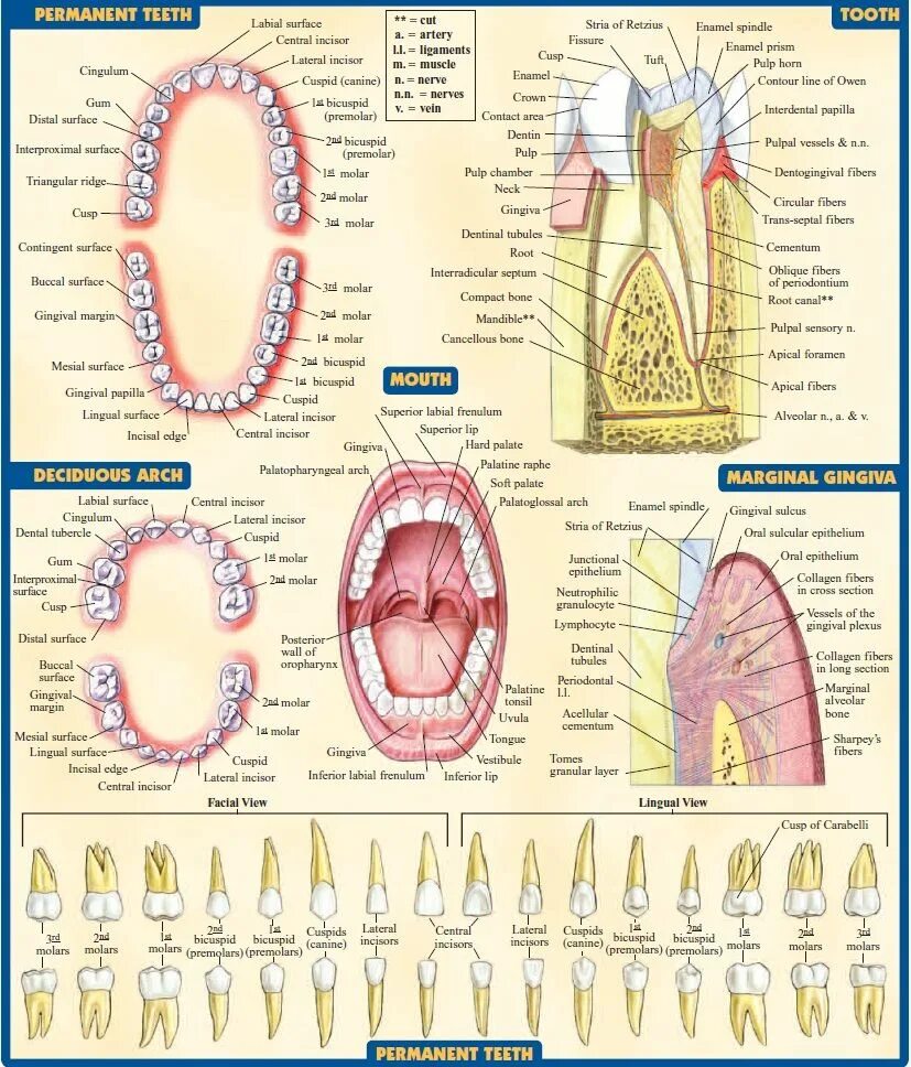 Названия зубов человека. Строение зубов человека анатомия зубов человека. Строение зуба анатомия латынь. Анатомическое строение зуба стоматология. Строение зуба человека анатомия атлас.