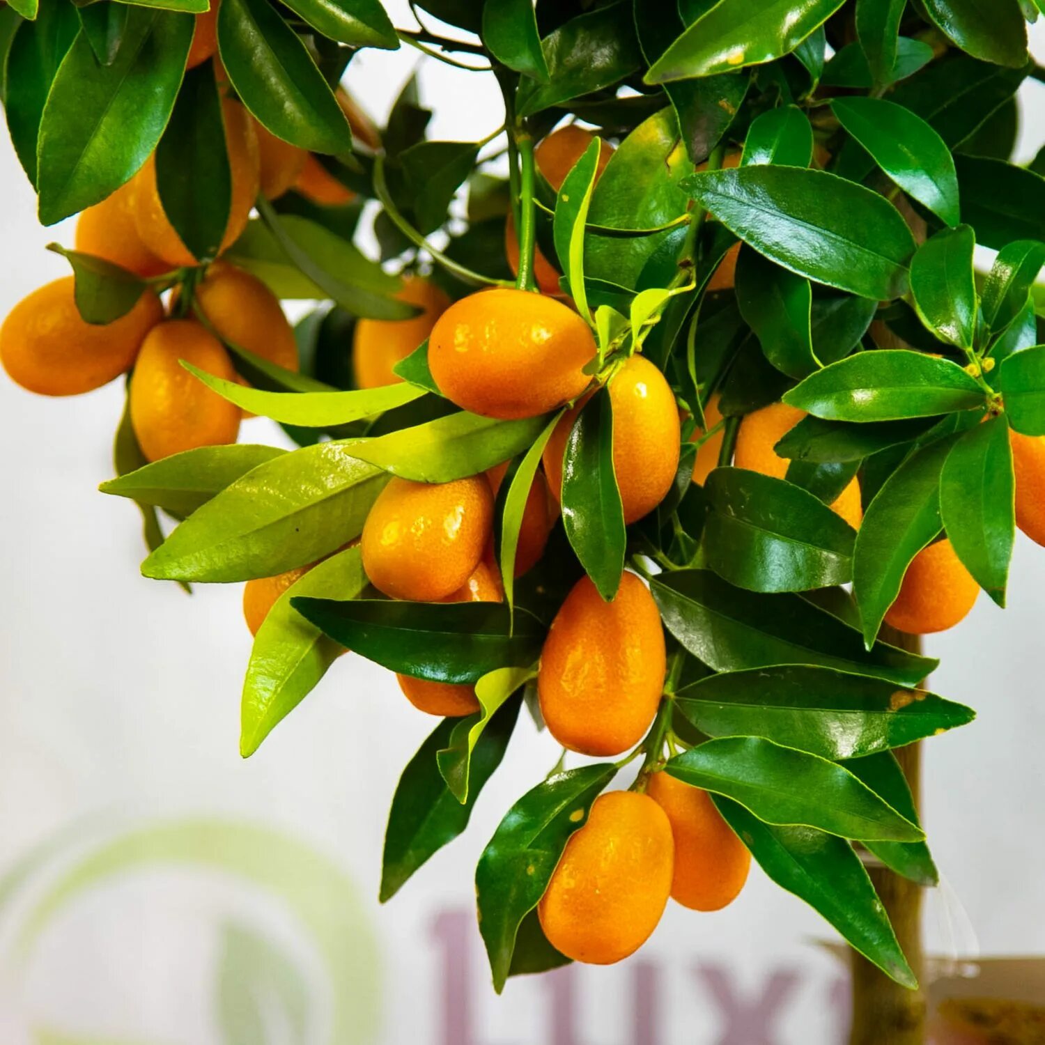 Кумкват орехомания. Как растет кумкват. Кинкан кумкват. Как растет кумкват. Кумкват растение.