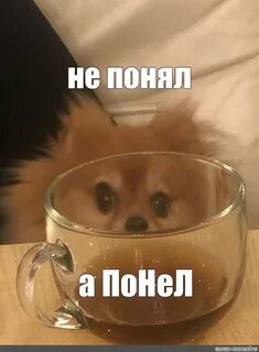 Собака кайф