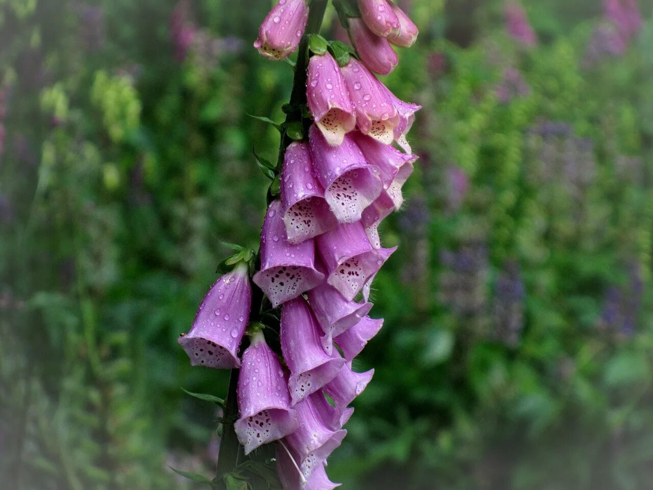 Foxglove. Дигиталис наперстянка. Наперстянка Лисичка. Наперстянка шерстистая. Наперстянка пурпурная Лисичка.