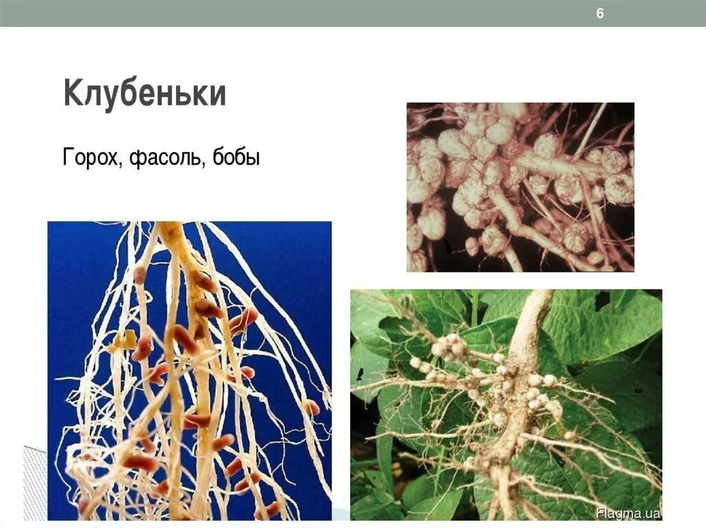 Клубеньковые бактерии препараты на сою. Бактериальные клубеньки бобовых. Корневые клубеньки гороха. Клубеньковые азотфиксирующие бактерии. Фасоль корень клубеньки.