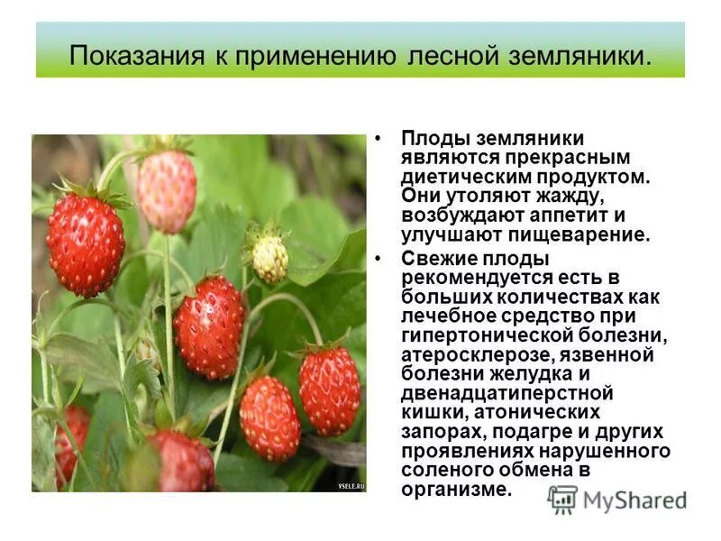 Многосемянка. Плод земляники представляет собой закончите предложение. Какой плод у земляники. Классификация плодов егэ. Плод земляники.