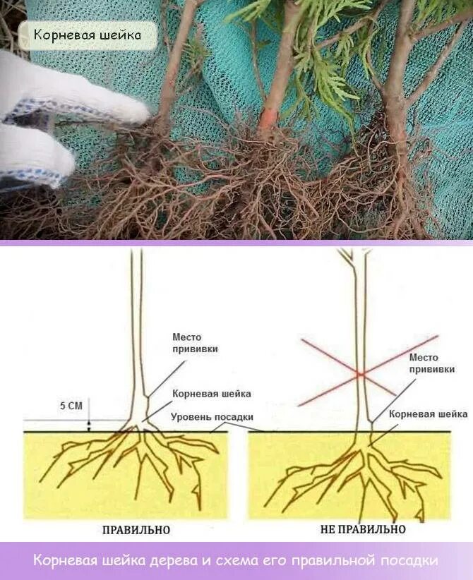 Надо ли углублять. Корневая шейка саженца сосны. Корневая шейка грецкого ореха. Корневая шейка саженца туи. Корневая шейка заглублена саженцы.