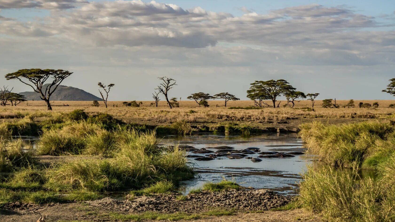 Острова юго восточной африки. Серенгети Танзания заповедник. Национальный парк Серенгети национальные парки Танзании. Серенгети национальный парк растения.