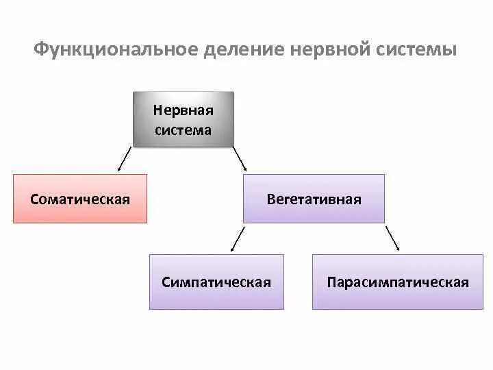 Функциональное деление нервной системы. Схема деления нервной системы. Схему функционального разделения нервной системы. Схема функционального деления нервной системы человека.