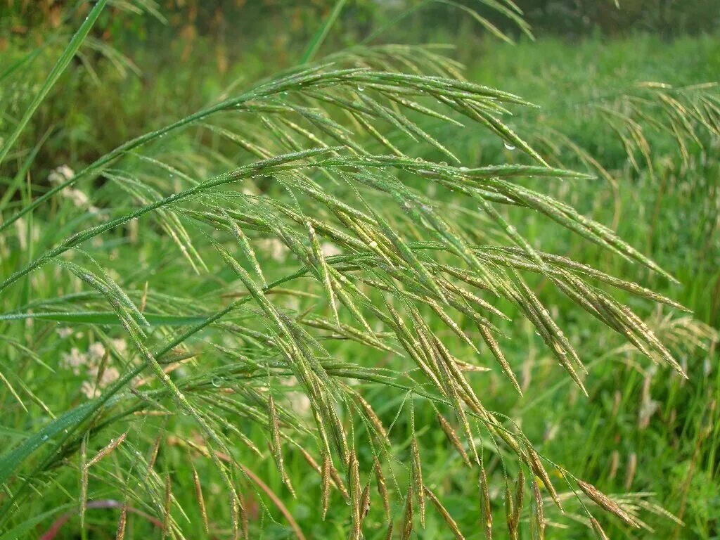 Растение костер безостый. Кострец безостый - bromopsis inermis. Кострец (костер) безостый. Трава костер описание. Кострец безостый - bromopsis inermis.