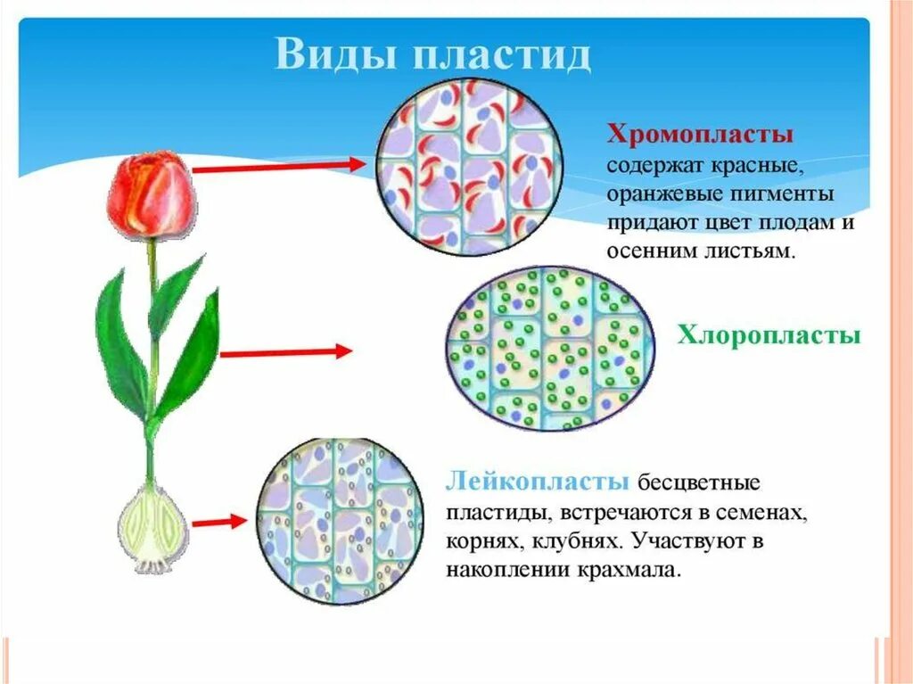 Пластиды хлоропласт хромопласт лейкопласт. Хлоропласты хромопласты лейкопласты. Пластиды: хлоропласты, хромопласты, лейкопласты. Пигменты пластид.. Пластиды пигменты пластид. Хлоропласты и хромопласты строение.