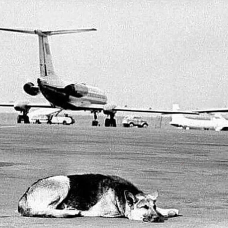 собака оставленная в аэропорту. собака пальма внуково. собака на взлетной полосе. реальная история про собаку в аэропорту. собака ждала в аэропорту 2 года.