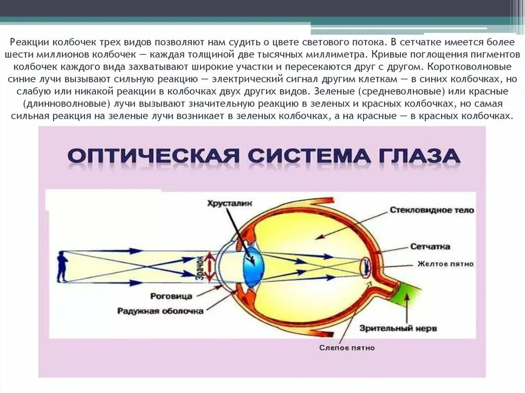 Электрические явления в сетчатке и зрительном нерве. Строение глаза колбочки. Реакции на сетчатке в колбочках. 4 колбочки зрение