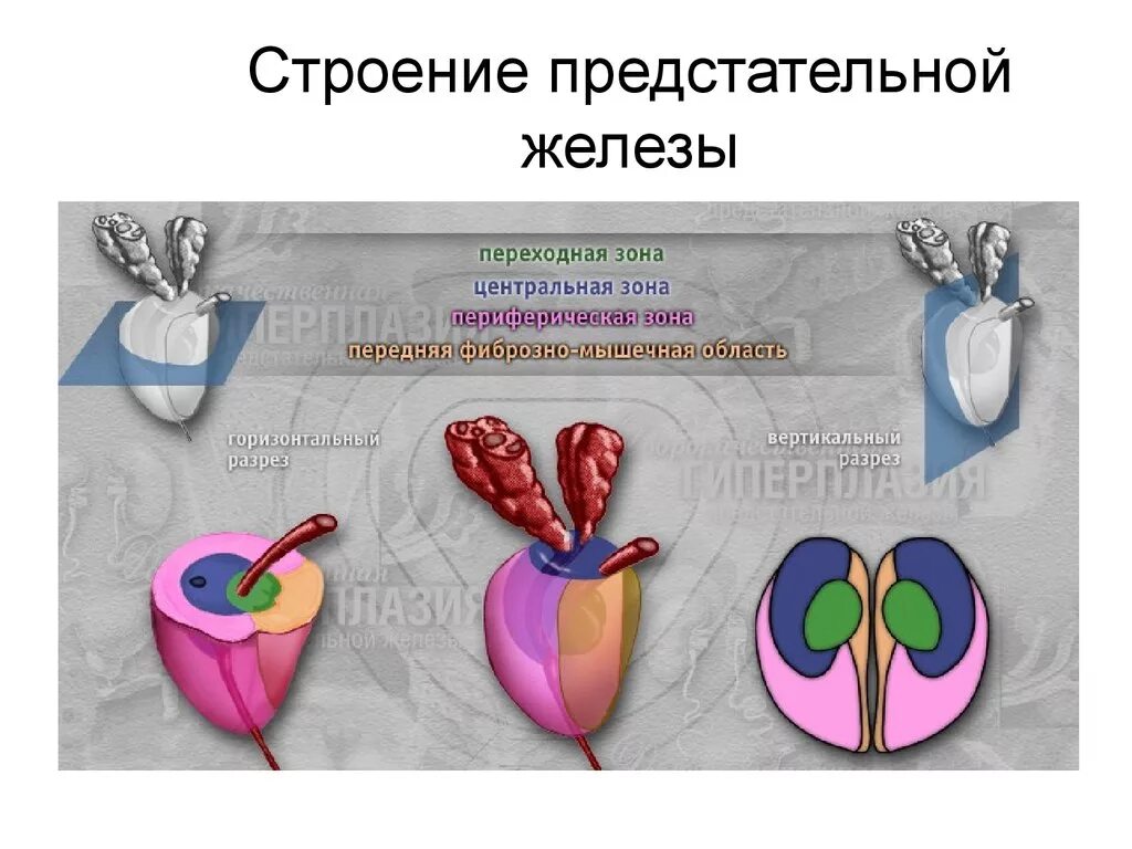 Предстательная железа функции у мужчин. Строение простаты. Строение предстательной железы. Строениепредстателной железы. Структура предстательной железы.