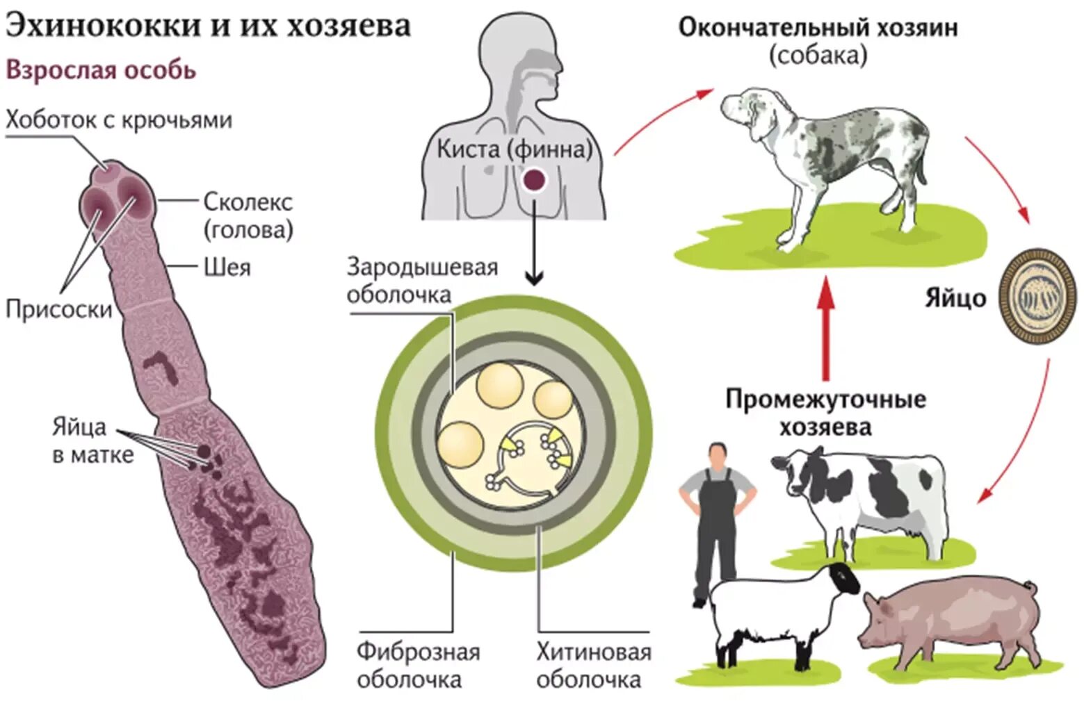 Ленточные жизненный цикл. Жизненный цикл эхинококка схема. Эхинококк жизненный цикл промежуточный хозяин. Жизненный цикл эхинококка цепня схема. Эхинококк жизненный цикл окончательный хозяин.