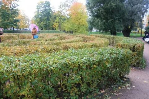 Кустарники спб