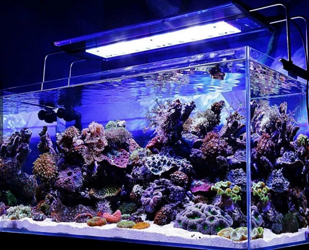 Для каких целей человек создает аквариум. Морской аквариум 80х50х50. Большие аквариумы. Красивый морской аквариум. Большие морские аквариумы.