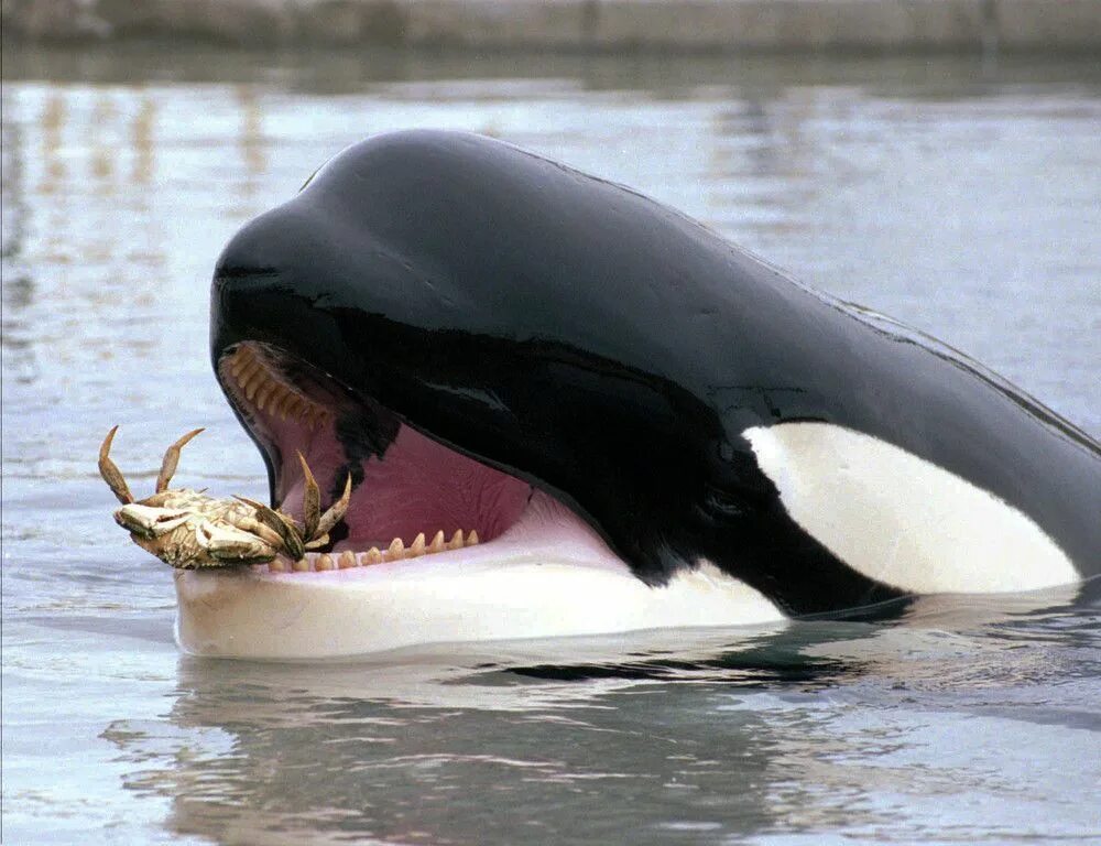 Самая большая касатка. Дельфин Касатка Кашалот кит. Касатка хищный Дельфин.